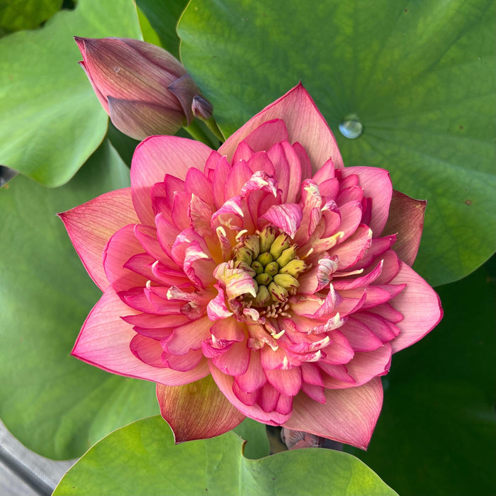 2024 Chinese Lark Lotus (Bare Root) - Play It Koi
