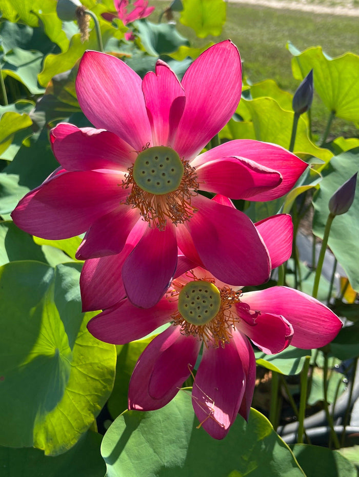 Chinese Red Beijing Lotus (Bare Root) - Play It Koi