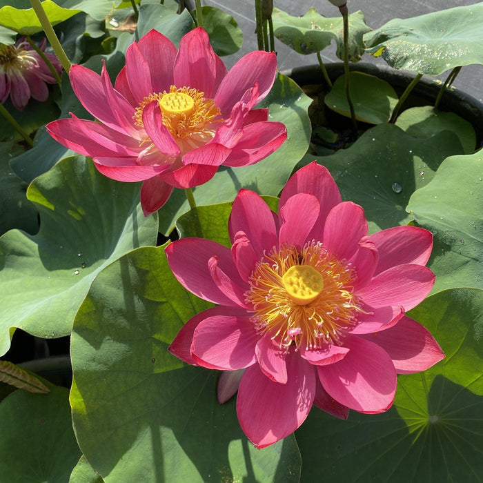 Chinese Red Jiaxing Lotus (Bare Root) - Play It Koi