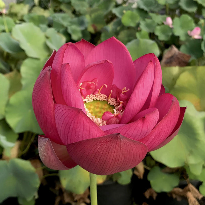 Chinese Red Jiaxing Lotus (Bare Root) - Play It Koi