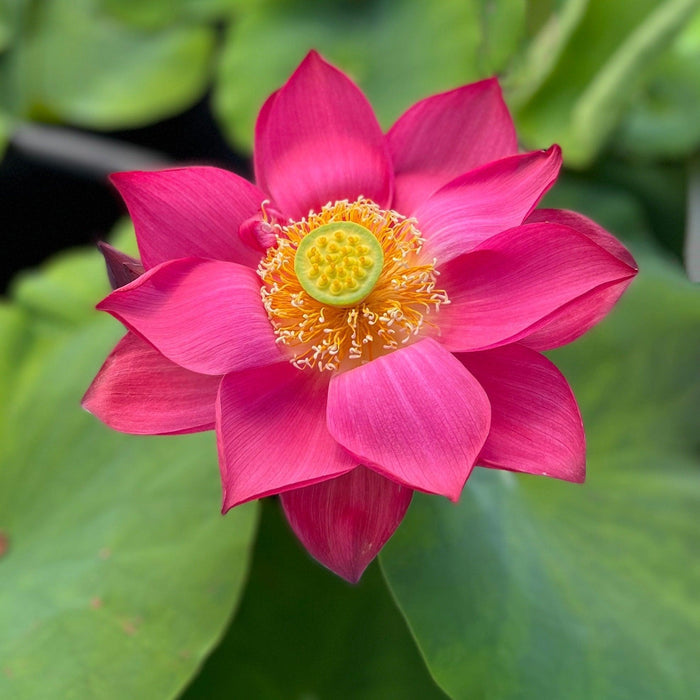 Chinese Red Shanghai - Glorious Red Lotus (Bare Root) - Play It Koi