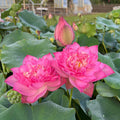 Chinese Red Shaoshan - Red City Series Lotus (Bare Root) - Play It Koi