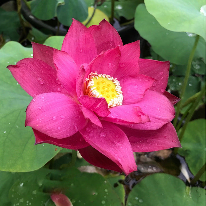 Chinese Red Zunyi - Red City Series Lotus (Bare Root) - Play It Koi