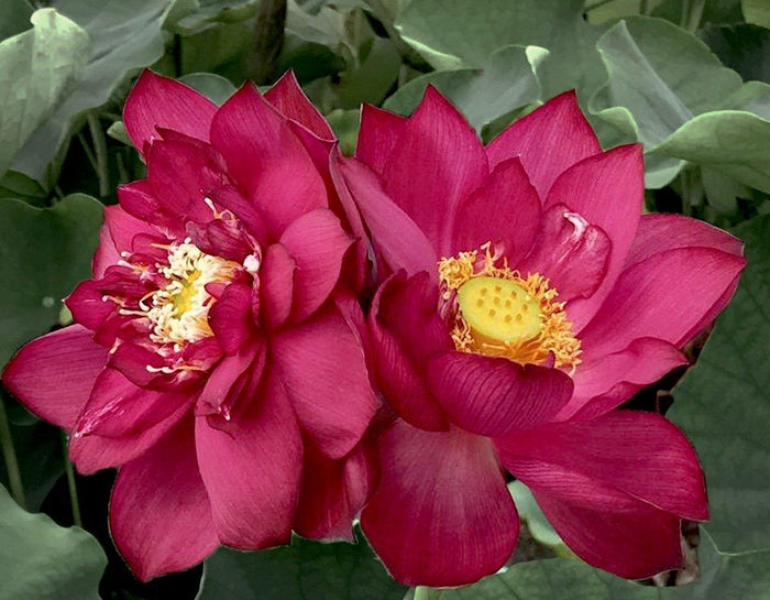 Chinese Red Zunyi - Red City Series Lotus (Bare Root) - Play It Koi