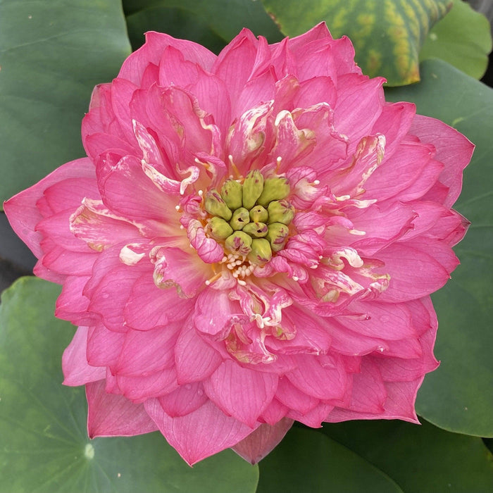 Chinese Ruijin - Red City Series Lotus (Bare Root) - Play It Koi