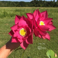 Chu Chu Red Lotus (Bare Root)