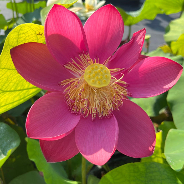 2024 Circular Shadow - Wonderful Surprise Lotus (Bare Root) - Play It Koi