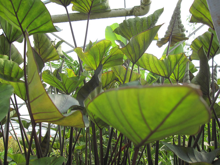 Colocasia - Tea Cup Taro (Bare Root) - Play It Koi