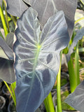 Colocasia esculenta - 'Coal Miner' (Bare Root) - Play It Koi