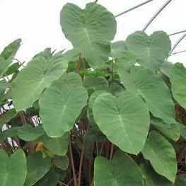 Colocasia Esculenta 'Pink China' Taro (Bare Root) - Play It Koi