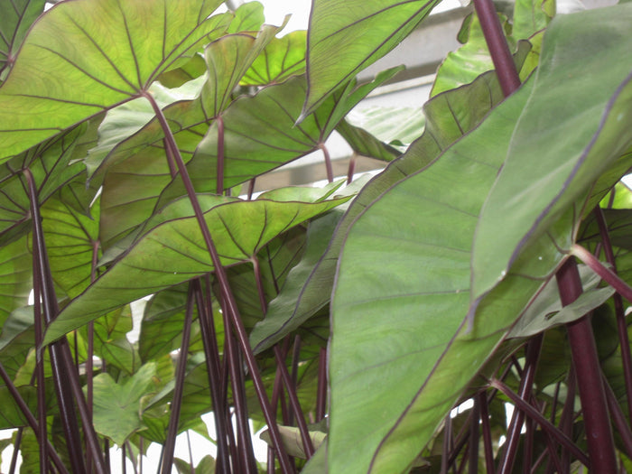 Colocasia esculenta 'Violet Stem' Taro (Bare Root) - Play It Koi