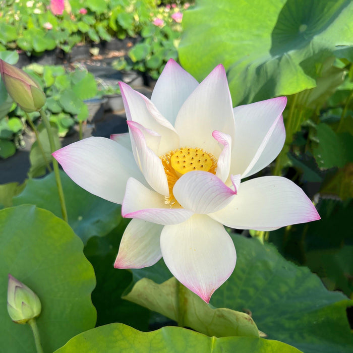 Colorful Jade Lotus (Bare Root) - Play It Koi