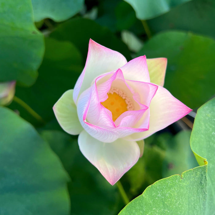 Colorful Jade Lotus (Bare Root) - Play It Koi