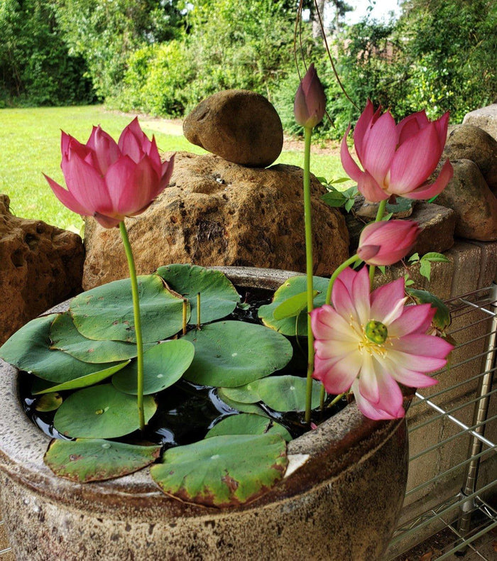 Colorful Lantern in Qinhuai - Tiny Lotus (Bare Root) - Play It Koi