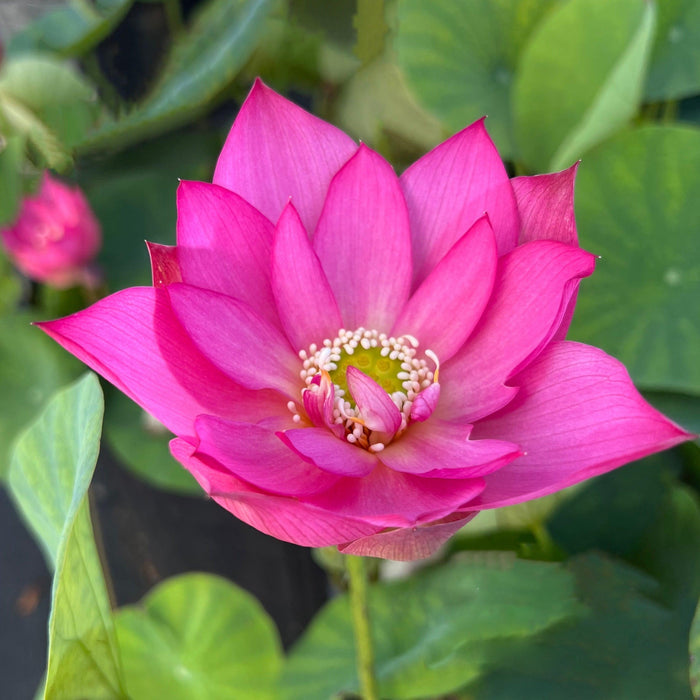 Colorful Lantern in Qinhuai - Tiny Lotus (Bare Root) - Play It Koi