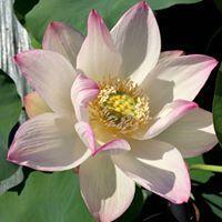 Cranberry Kiss Lotus (Bare Root) - Play It Koi