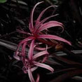Crinum 'Menehune' - Red Leaf Bog Lily (Bare Root) - Play It Koi