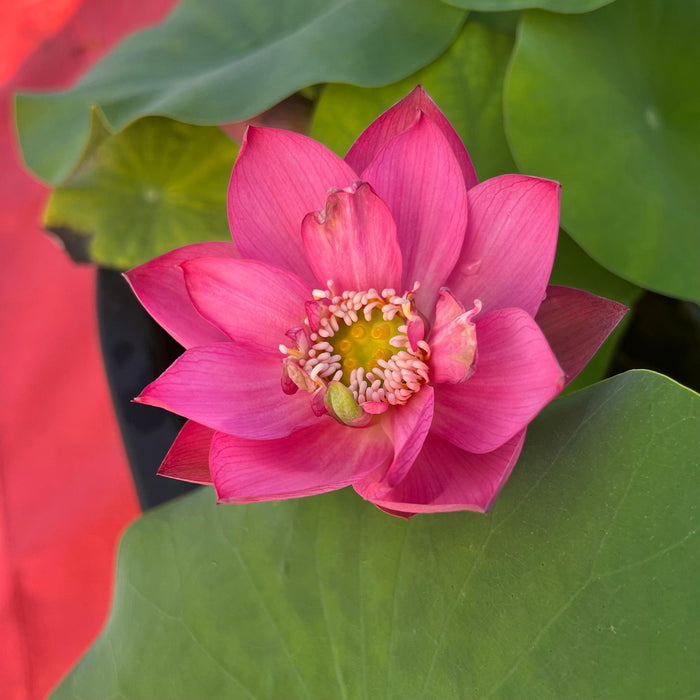 Cute Kid Mini Lotus Lotus (Bare Root) - Play It Koi