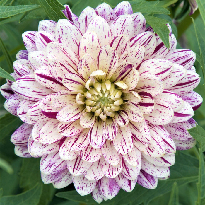 magenta and white dahlia bloom