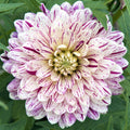 magenta and white dahlia bloom
