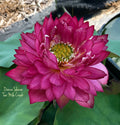 Dance Sleeves Lotus (Bare Root)
