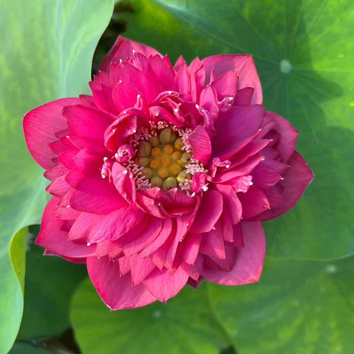Dance Sleeves Lotus (Bare Root)