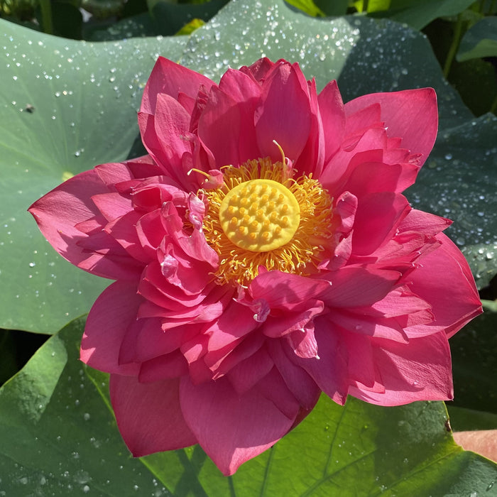 Dance Sleeves Lotus (Bare Root)