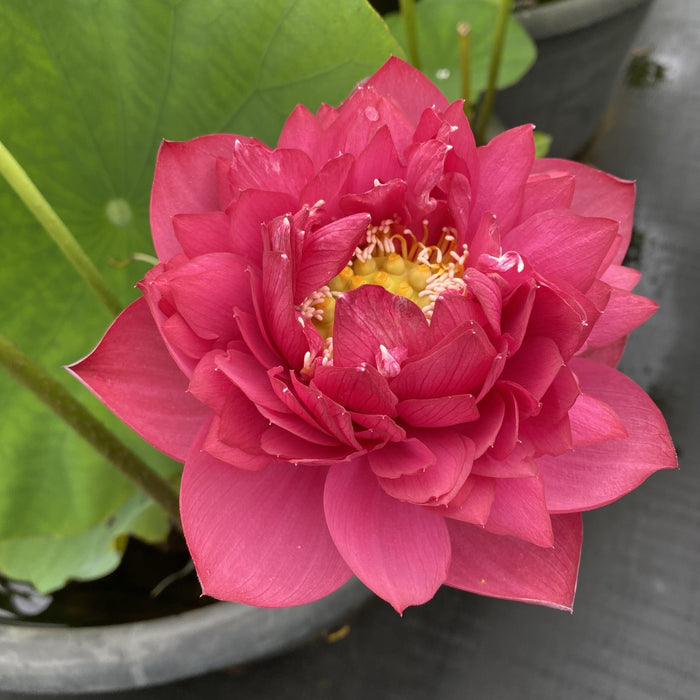 Dance Sleeves Lotus (Bare Root)