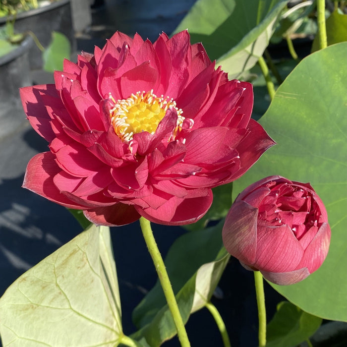 Dance Sleeves Lotus (Bare Root)