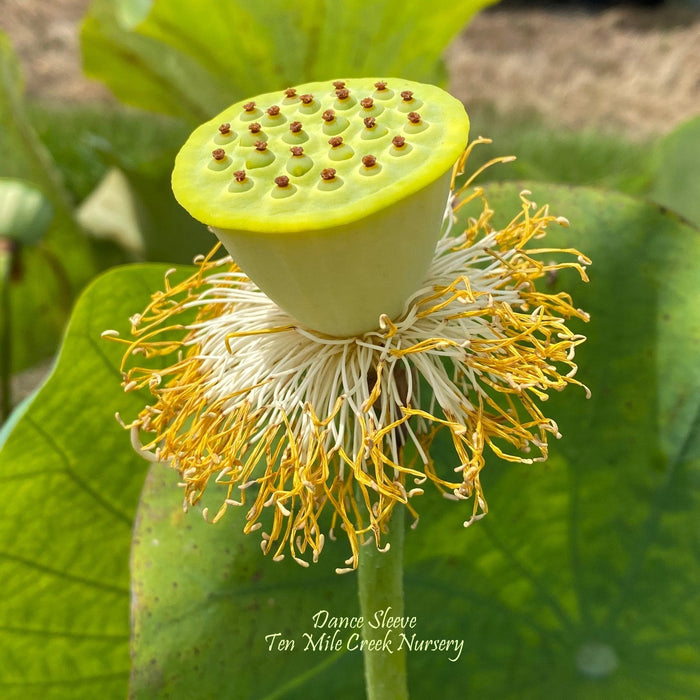 Dance Sleeves Lotus (Bare Root)