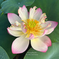 Dancing Butterfly Lotus (Bare Root)