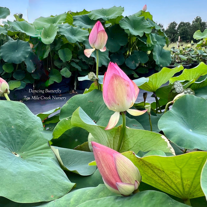 Dancing Butterfly Lotus (Bare Root)
