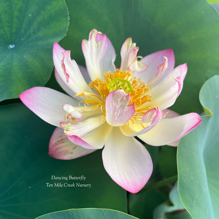 Dancing Butterfly Lotus (Bare Root)
