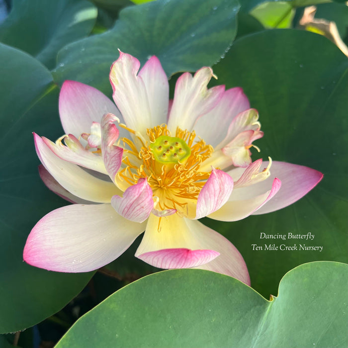 Dancing Butterfly Lotus (Bare Root)