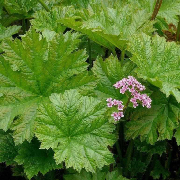 Darmera Peltiphyllum - Indian Rhubarb (Bare Root) - Play It Koi