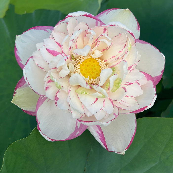 Dasajin Lotus (Bare Root) - Play It Koi