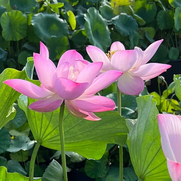 Deacon de Garmeaux Lotus (Bare Root) - Play It Koi