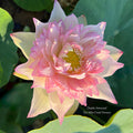 Deeply Attracted Lotus (Bare Root)