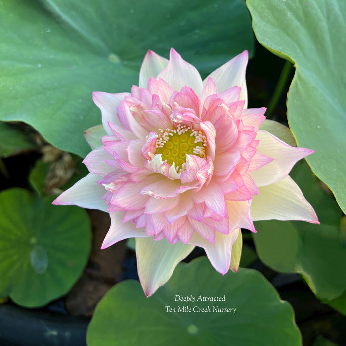 Deeply Attracted Lotus (Bare Root)