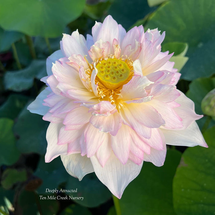 Deeply Attracted Lotus (Bare Root)