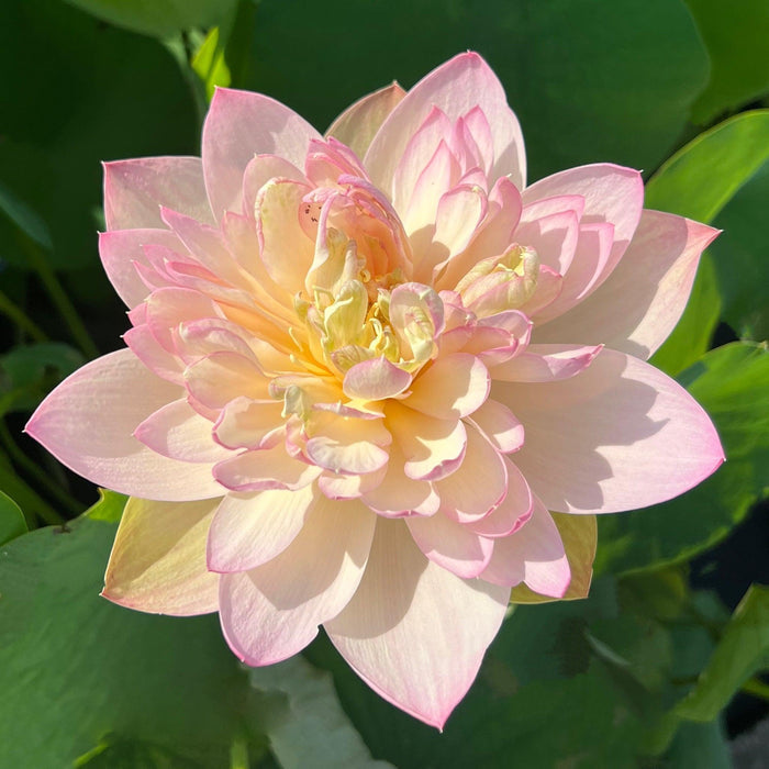 Delicate & Pretty Lotus (Bare Root) - Play It Koi