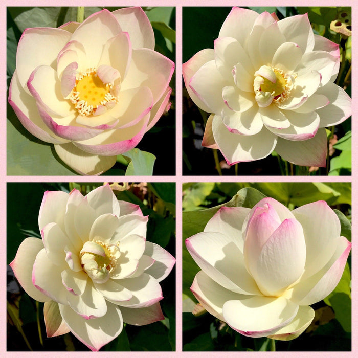 Dense Dew - Fresh as the Morning Dew Lotus (Bare Root) - Play It Koi