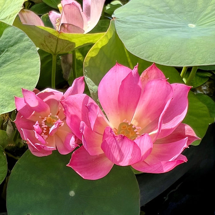 Dixie Darling Miniature Lotus (Bare Root)
