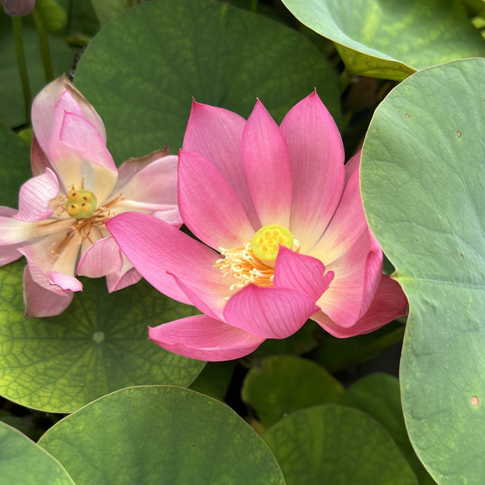 Dixie Darling Miniature Lotus (Bare Root)