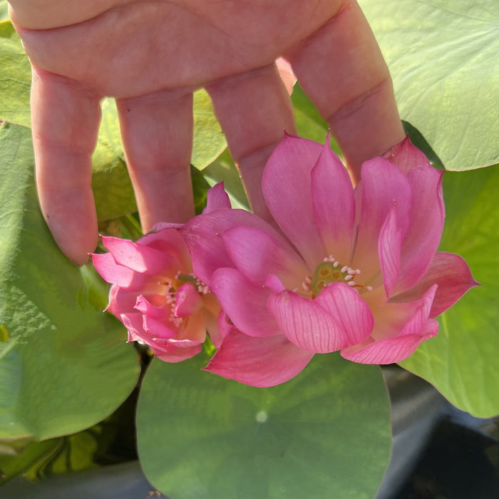 Dixie Darling Miniature Lotus (Bare Root)