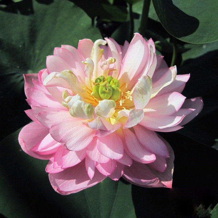 Dripping Dew - Fresh as the Morning Lotus (Bare Root) - Play It Koi