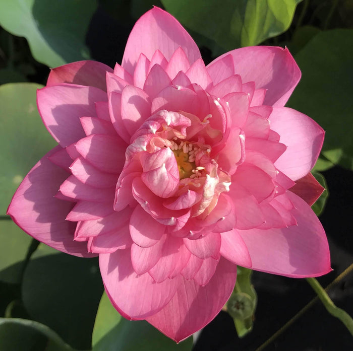 Dripping Dew - Fresh as the Morning Lotus (Bare Root) - Play It Koi