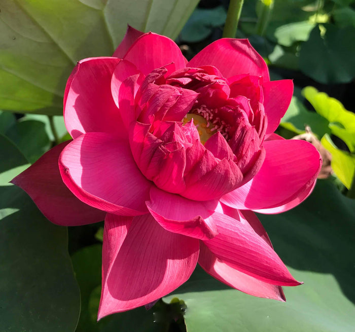 Drop Blood Lotus (Bare Root) - Play It Koi