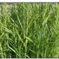 Dulichium Arundinaceum - Dwarf Bamboo (Bare Root) - Play It Koi
