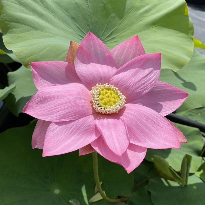 Dunhuang Red Lotus (Bare Root) - Play It Koi